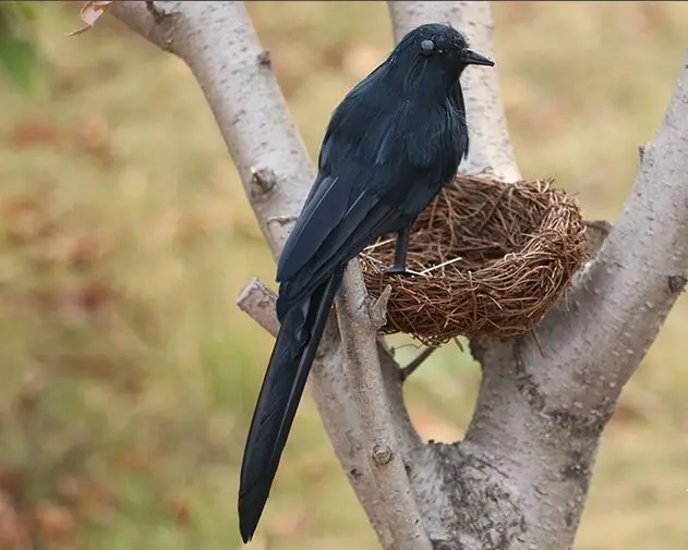 nuova simulazione trasformata corvo giocattolo schiuma e pellicce modello di uccello nero regalo circa 21 cm 3011