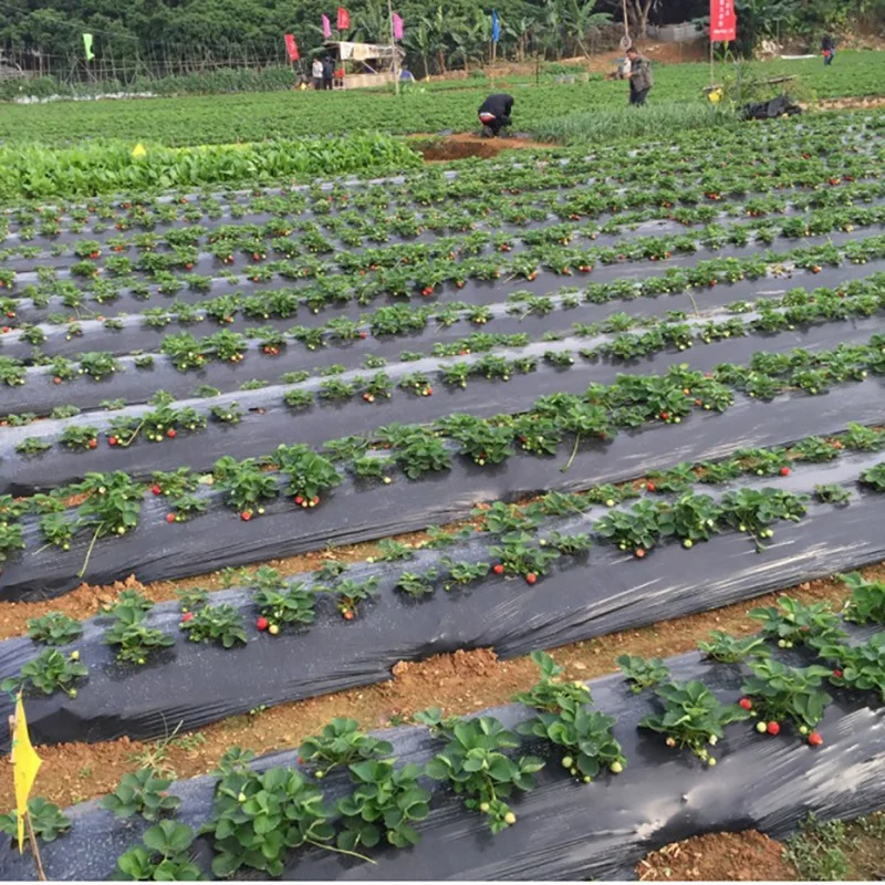 5M~50M 5Holes 95cm Width 0.02mm Black PE Film Garden Vegetable Membrane Agricultural Seeding Plastic Perforated Plants Mulching