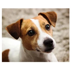 Diy Diamond Embroidery Jack Russell Terrier 5D Full Square Round Drill Diamond Painting Cross Stitch Picture By Number