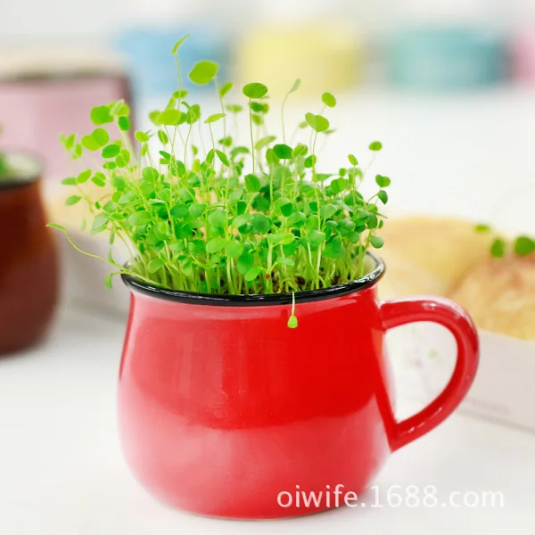 Creative Desktop pot belly cup vanilla ECOEY selling new Mini Desktop potted green plants