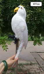 big real life white parrot model plastic&feather simulation parrot bird gift about 43cm xf0139