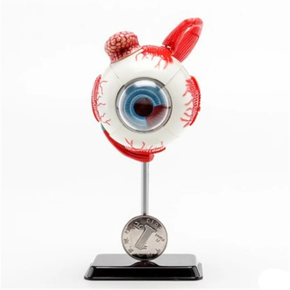 3D Mini Eyeball Anatolly Model 35 pcs Assembled Human Anatomy Model Gift for Children