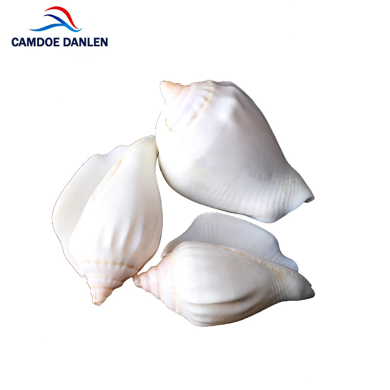 CAMDOE DANLEN Natural Shell Beads 5pcs 26-45mm White Conch Shell Fit Diy Creative Gift Aquarium Decoration Jewelry Making