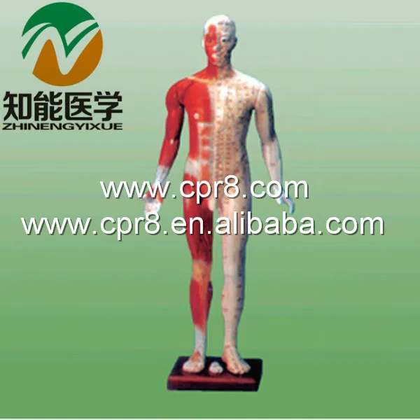 

BIX-Y1003 The Standard Needle Acupuncture Point Model(170CM) G036
