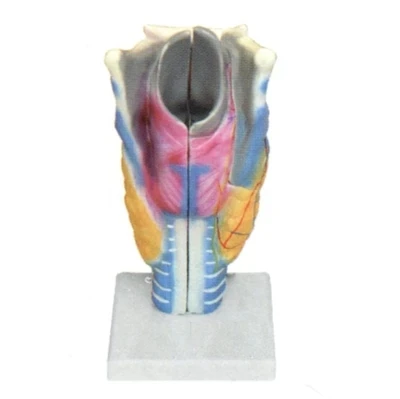 Anatomic magnification model of laryngeal cartilage and laryngeal muscle human respiratory system model 13*12*27cm