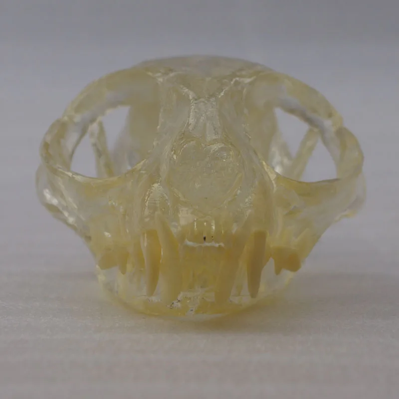 

Transparent Resin Stereoscopic Feline Teeth Cat Dentition Model