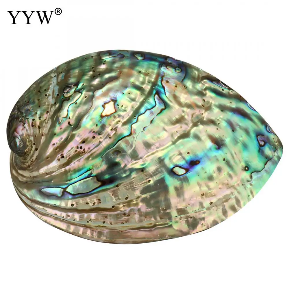 90x120x39mm Large Abalone Shell(4-5