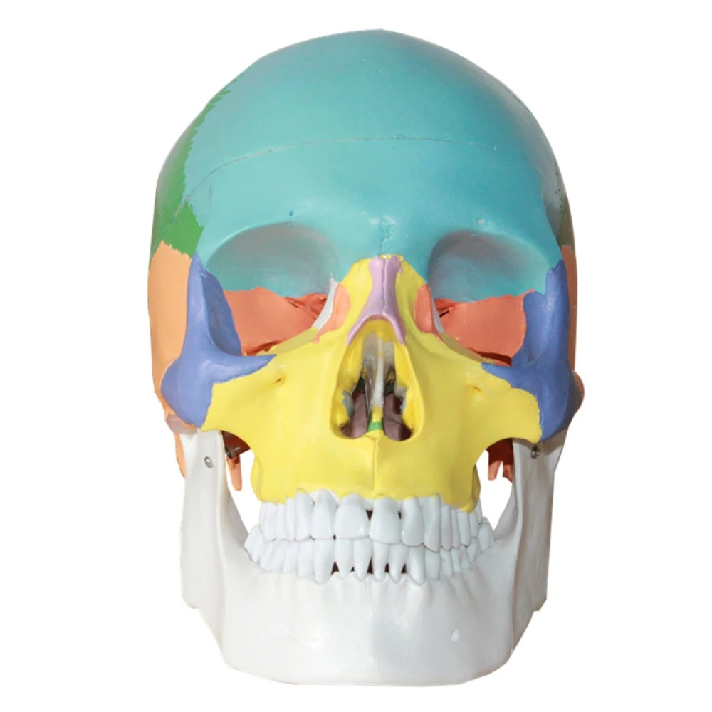 

Anatomical human color skull model 3 parts 1:1 anatomical medical teaching skeleton 19*15*21cm