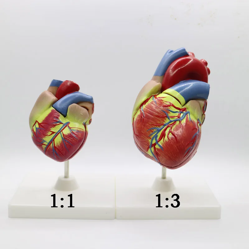 2 шт 1 + 3 раза большой ПВХ сердечная Анатомия сердца модель медицинский обучающий инструмент учебный инструмент фигурки клиник