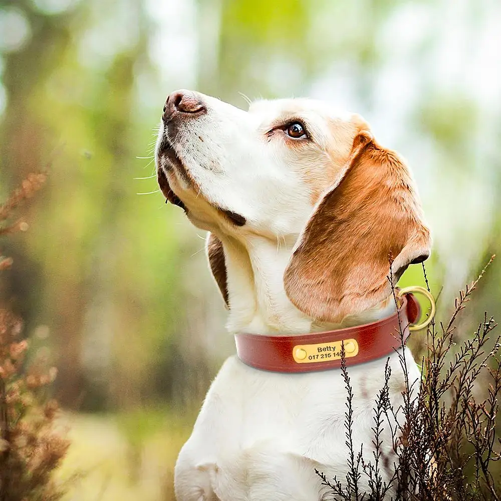 Echtes Leder-Katzenhalsband für kleine und mittelgroße Hunde, personalisiertes Hunde-ID-Halsband, individueller Haustiername und Telefonnummer, kostenlose Gravur – Detail 16