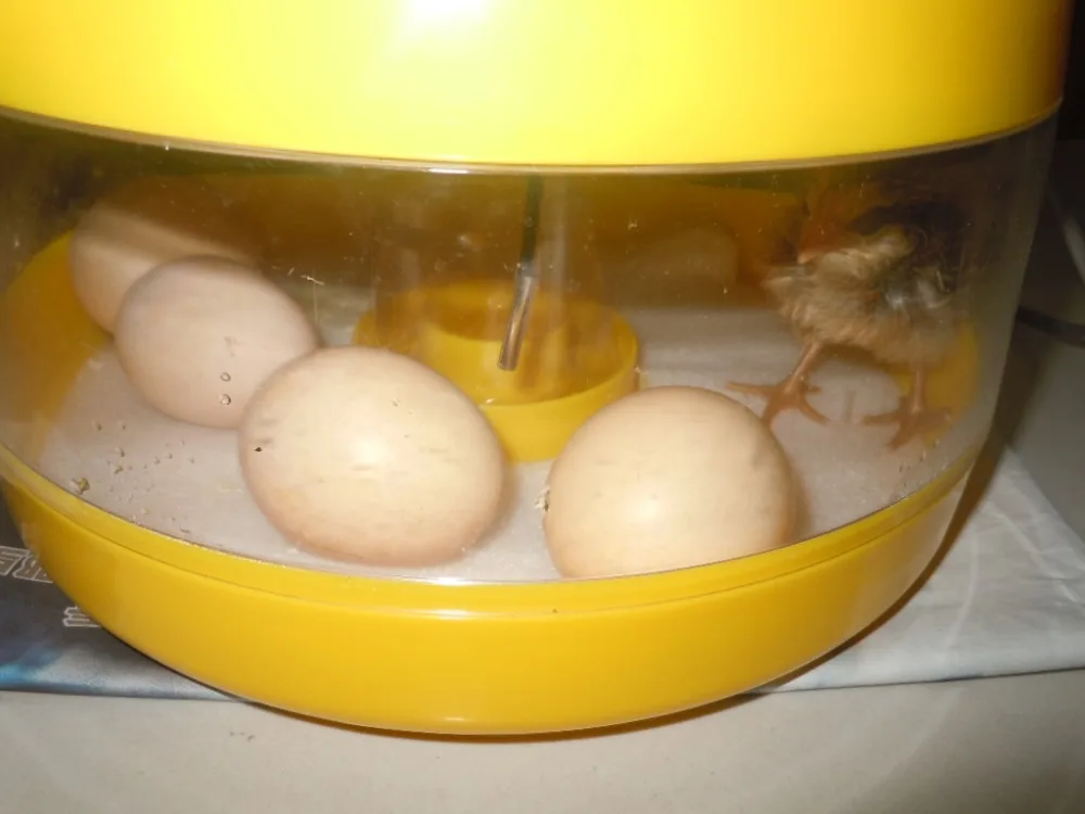 10 Eggs Capacity Chicken Eggs Bird Incubator Egg Rack Tray Automatic Intelligent Control Quail Parrot Incubation Tool