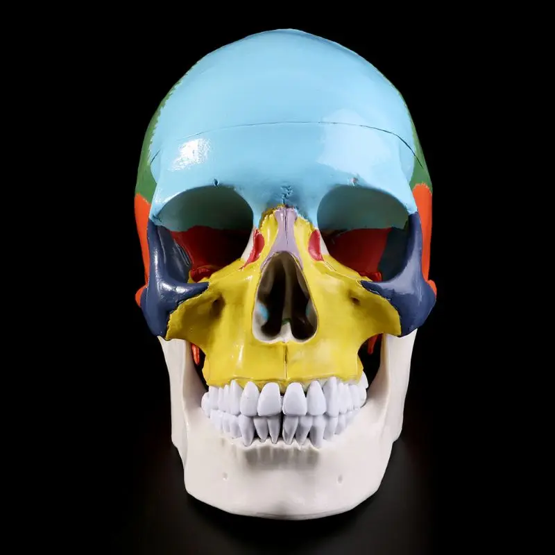 Life Size Colorful Human Skull Model Anatomical Anatomy Medical Teaching Skeleton Head Studying Teaching Supplies