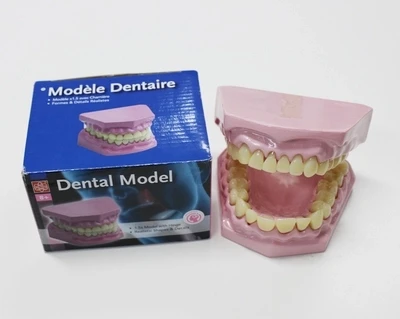 

Oral teeth model children's educational kindergarten teaching AIDS free shopping