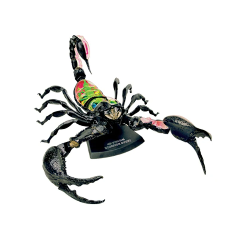 4D Scorpion Intelligence Assembling Toy Animal Organ Anatomy Model Medical Teaching DIY Popular Science Appliances