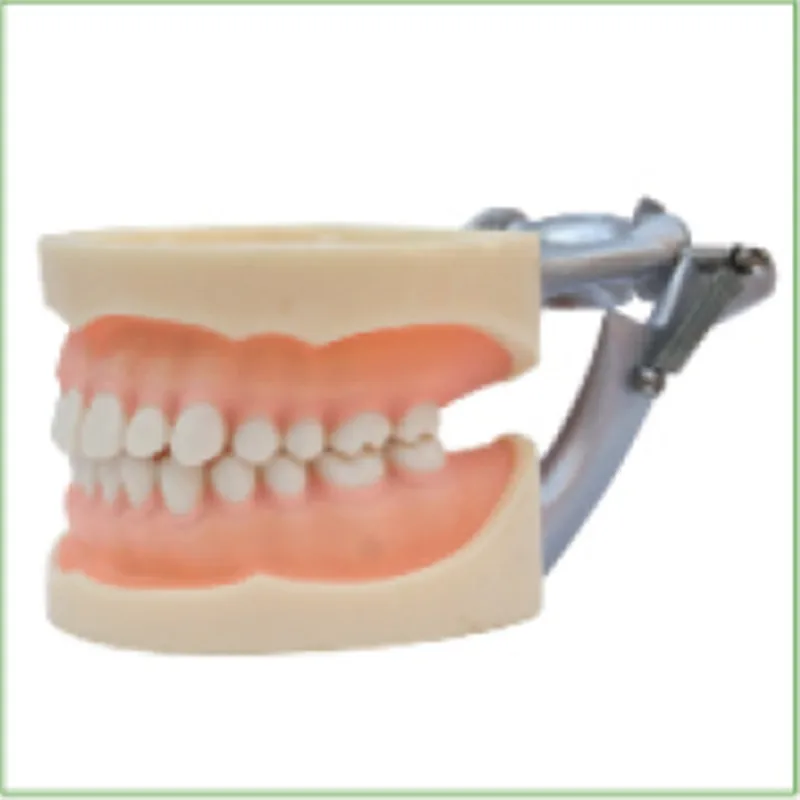 1pc Standard Model 28pcs Soft Gum teeth models Teeth Jaw Models for dental school teaching dentist dental teeth Models