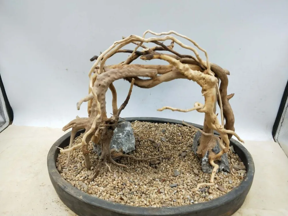 Driftwood Aquarium Landscaping Forest Wood Into Moss Tree Grass Tank stone Potted plant Small Rhododendron root DIY bonsai new