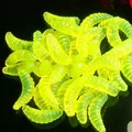 Yellow Green