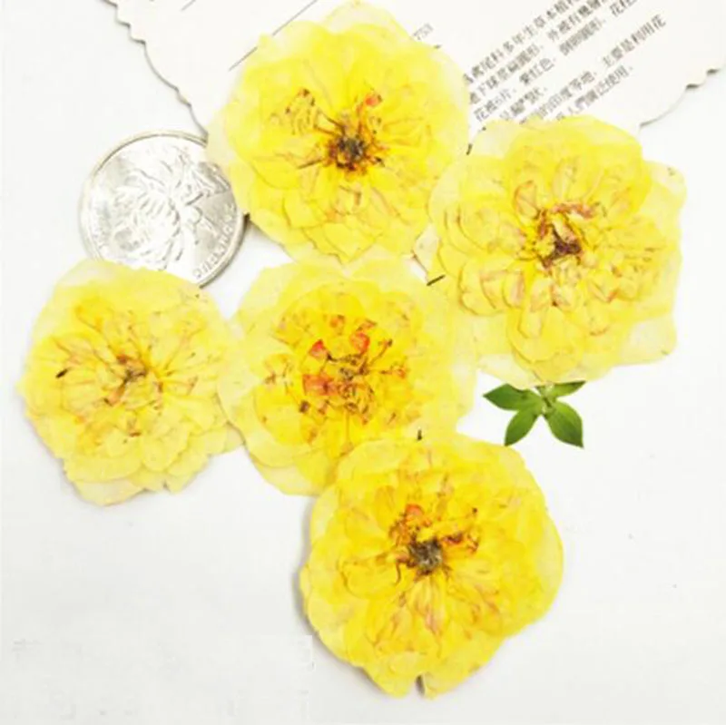 

60pcs Dried Pressed Yellow Rose Head Flower Plant Herbarium For Jewelry Bookmark Postcard Phone Case Invitation Card DIY Making