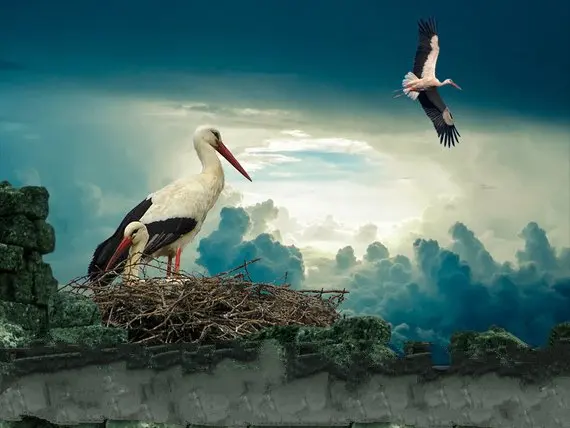 stork overlays stork png bird overlays clouds backdrop  High quality Computer print children kids background