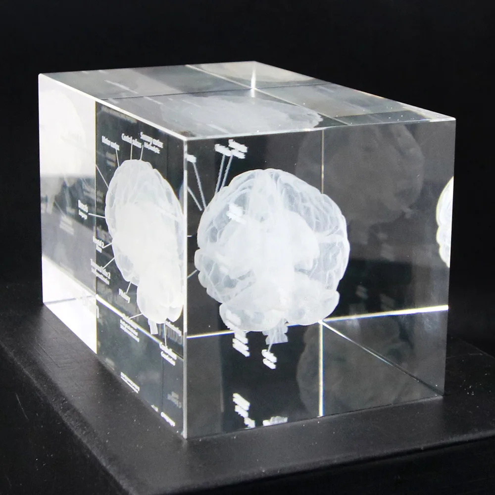 3D Human Anatomical Model Paperweight Laser Etched Brain Crystal Glass Cube Anatomy Mind Neurology Thinking Medical Science Gift