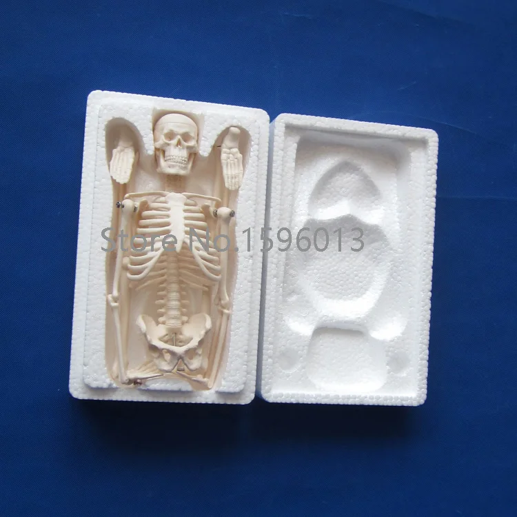 HOT 45 CENTIMETRI Mini modello di Scheletro, Scheletro umano Modello