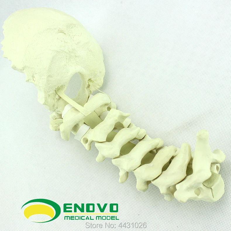 

ENOVO Human Cervical Spine Posterior System Operation Of Pcf Operation Simulates Bone Sawbone Orthopedic Model