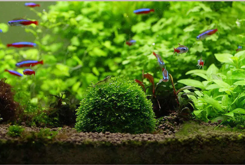 Mini Moss Ball Aquarium Decoration Plants Natural Filter for Fish Tank Shrimp Mineral Balls Ornaments DIY Aquatic Plant New live