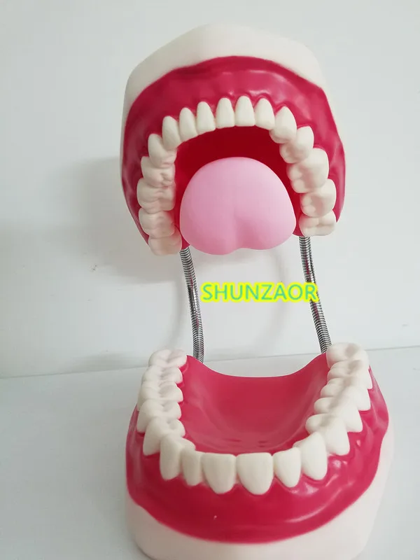 Modelo de dientes de plástico 6 veces, maniquí Dental, lengua, boca, portátil, médico