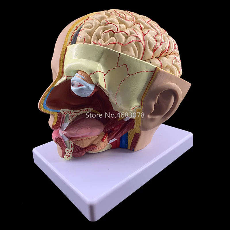 4 Parts Human Head Anatomical Model with Brain Model Head Skull Brain Cerebral Artery Anatomical Model  Hospital Teaching