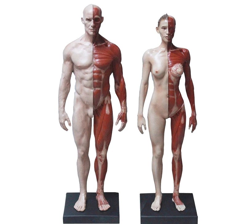 

2pcs 30cm male /female human body anatomical model CG Reference muscul skeleton Sculpture Design Med for Painting art use