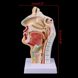 Modelo anatômico nasal de garganta, modelo de adereço de medicina gratuito, ferramenta de ensino da cavidade nasal