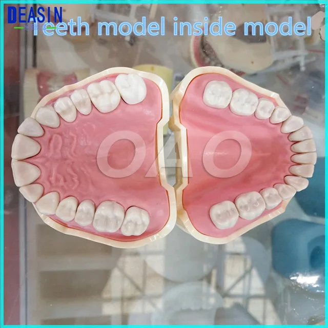 

Dental Soft Gum Teeth Model Removable 28pc/32pc Teeth NISSIN 200 KAVO head model Compatible dentist teaching learning