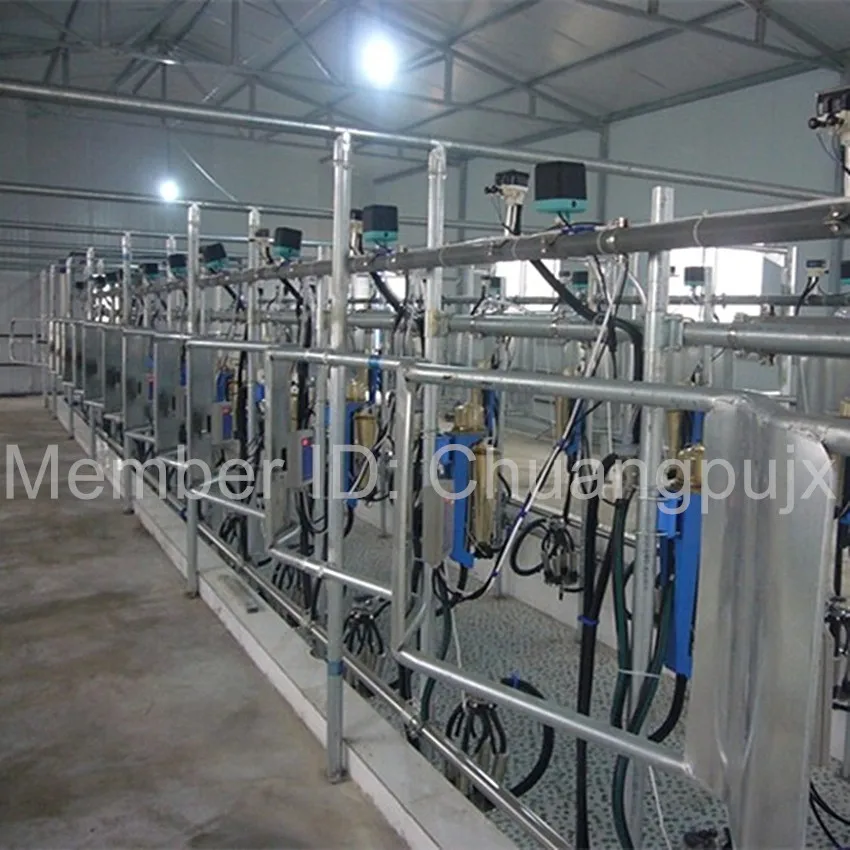 Automatic Fish-bone Waikato Milk Recorder Milking Parlor for Dairy Farm