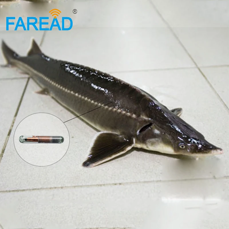 Microchip RFID ICAR de 134,2 khz, 2,12x12mm, ISO11784, ISO11785, EM4305, FDX-B, chips de etiqueta de biovrio estándar para perros y animales