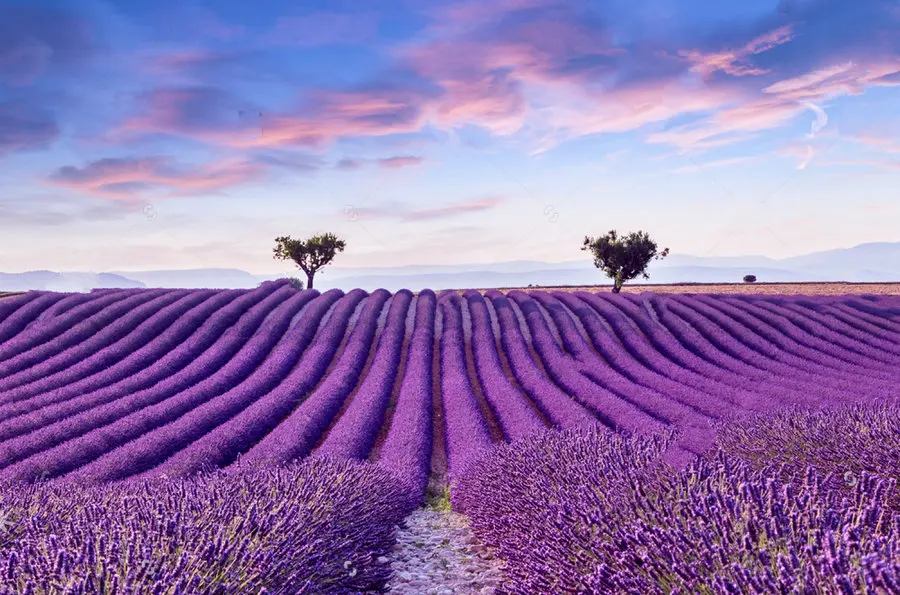 Lavender Field Summer Sunset Landscape Background Vinyl cloth High quality Computer print wall backdrop