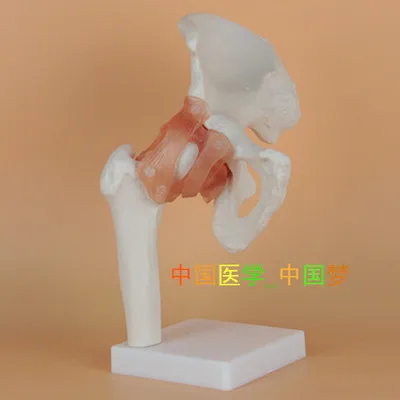 

human hip joint ligament model hip bone 21x19x28CM fee shipping