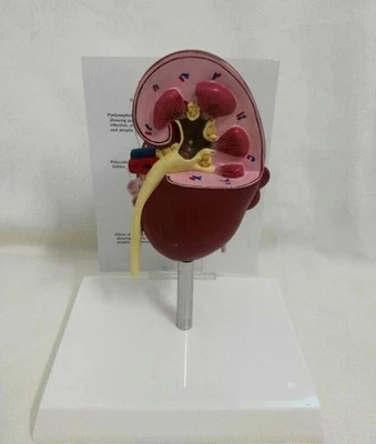 Anatomical model of pathological and healthy kidney in dogs Veterinary medicine teaching AIDS English instruction manual