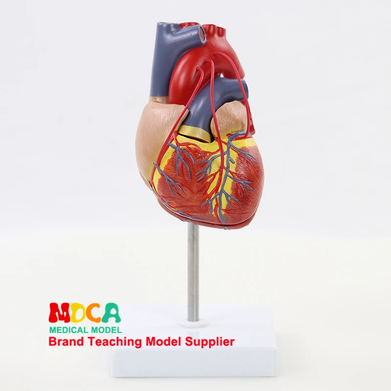 

Teaching of Cardiovascular Medicine MXZ003 for Human 1:1 Natural Large Heart Bypass Anatomical Model