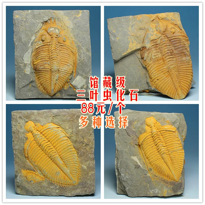 Collection-level crown insect paleontology trilobite fossils of Shiyan Zi rough stone body integrity