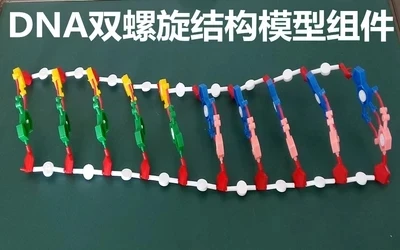 Model components of DNA double helix structure Chromosome structure model component nucleotides