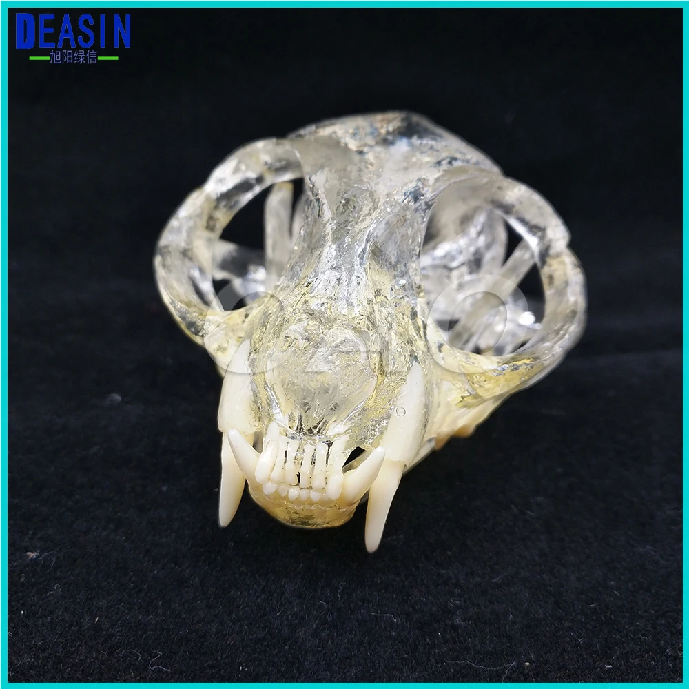 

Cat Tooth Model Teaching Dental Teeth Model Catamount cat's teeth Cat Dentition Model