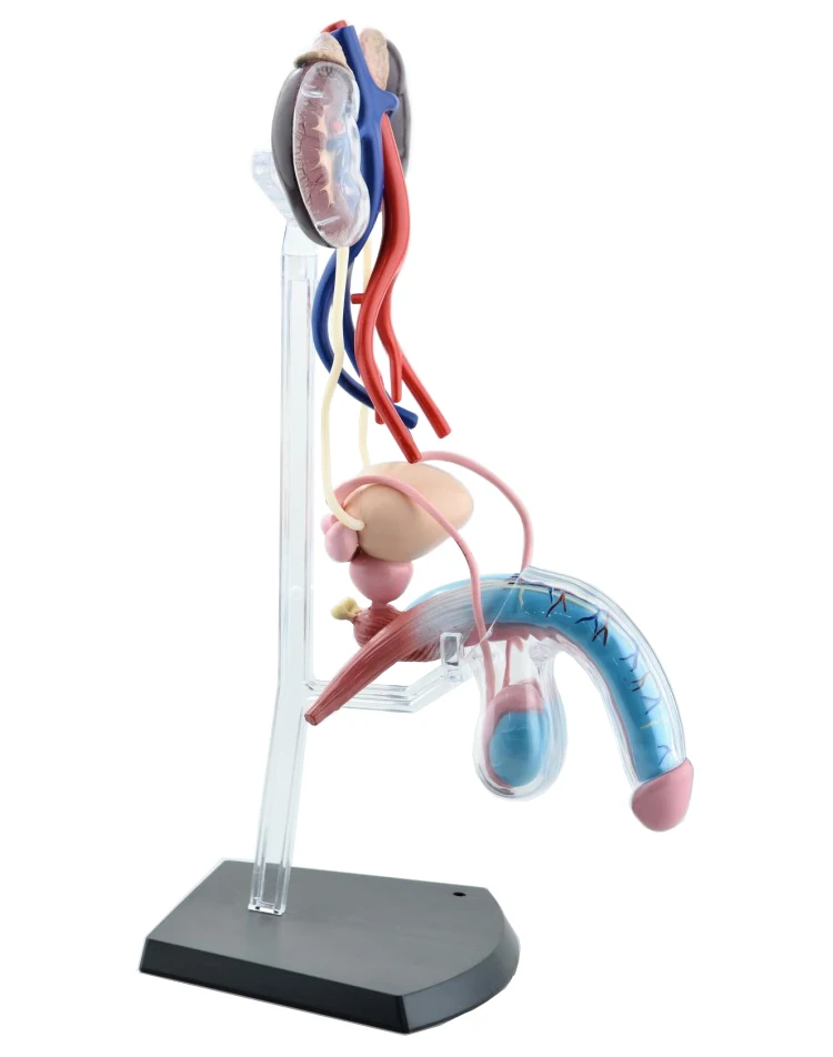 Modelos de órganos sexuales femeninos, sistema reproductora masculino, modelo anatómico de órgano del cuerpo humano 4d, modelo de enseñanza médica