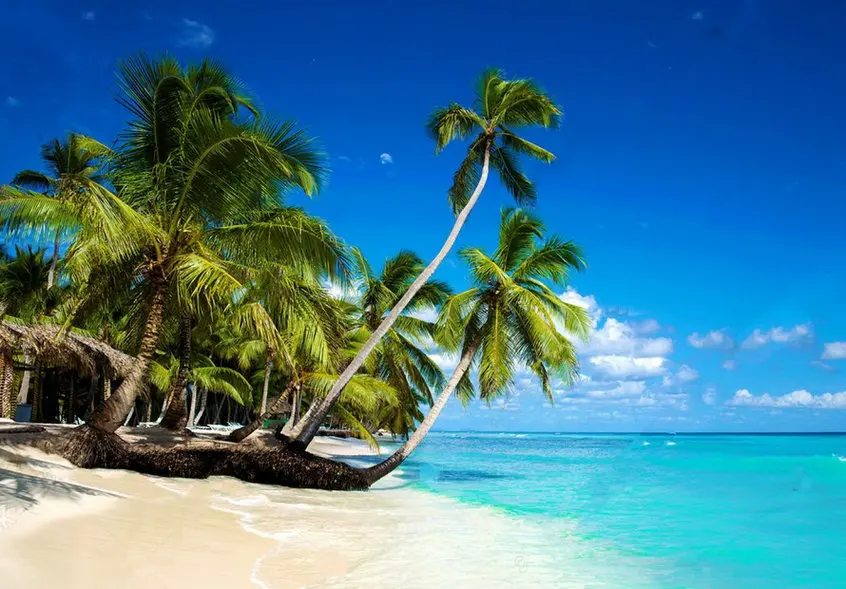 Caribbean Tropical Beach Sea Palm Tree Saona Island backgrounds  High quality Computer print scenic backdrops