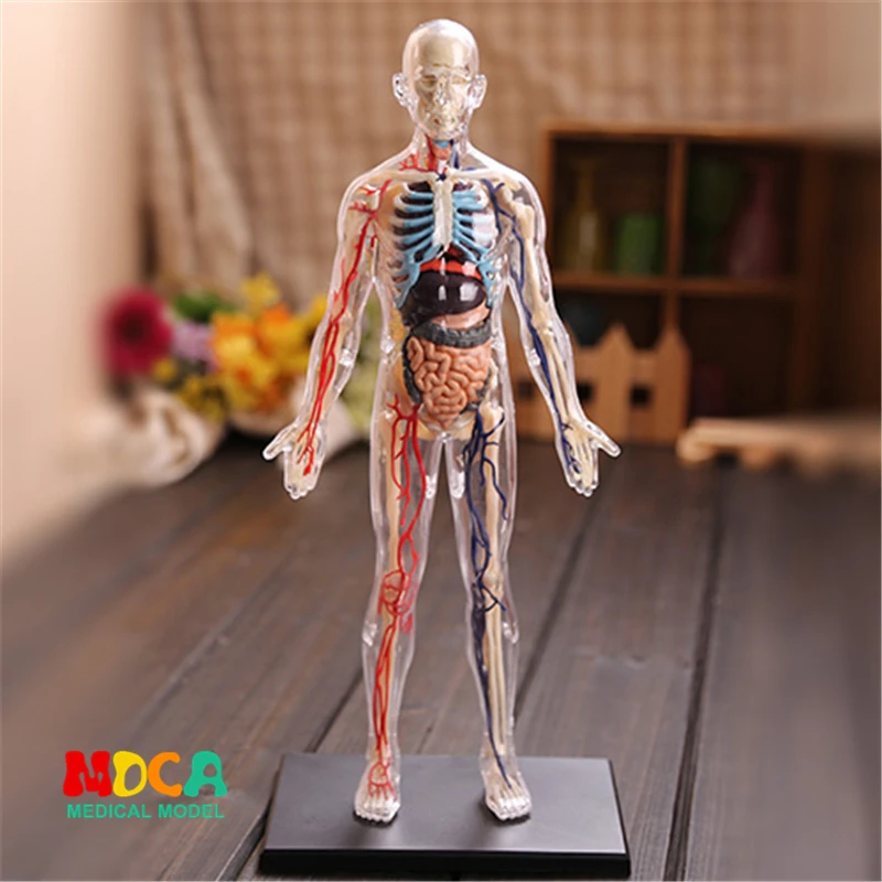 Human Anatomy 1:6 Translucent Person 4D Master Assembling Toy Human Body Organ Anatomical Model DIY Popular Science Appliances