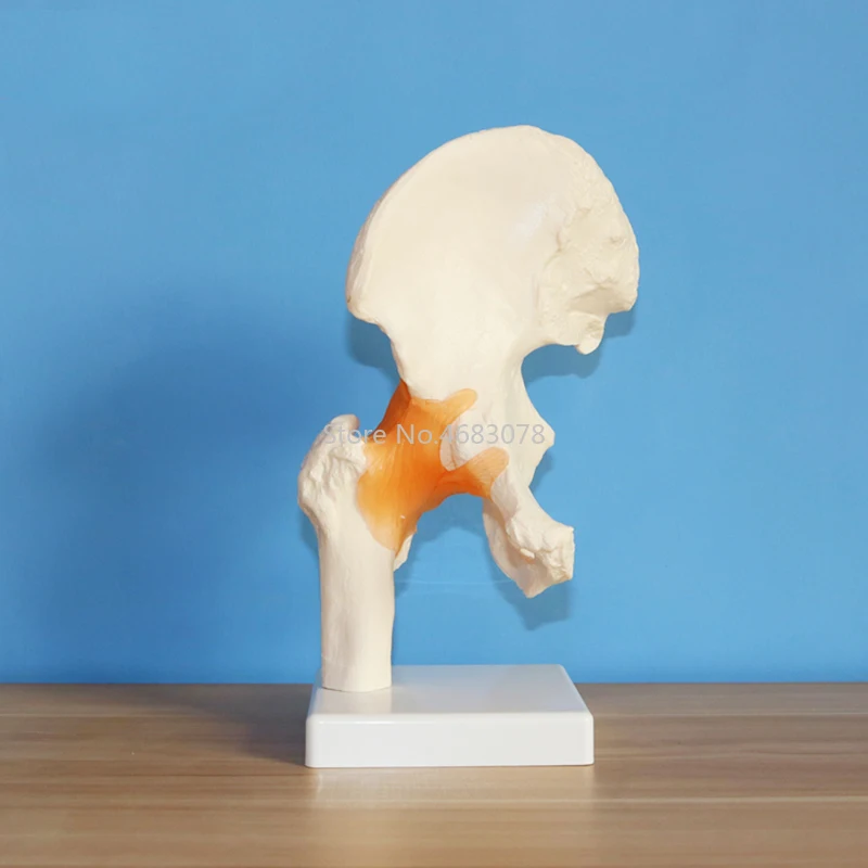 Life Size Human Ligament Hip Joint Medical Anatomy Model Skeleton Medical Science Stationery for Medical teaching supplies