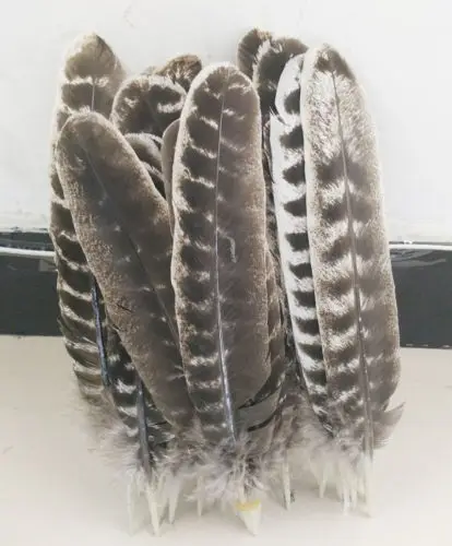 Wild Turkey Feathers,50Pieces-NATURAL BARRED Wild Turkey Rounds Wing Quill Feathers 8-10inches 20-25cm,freeshipping