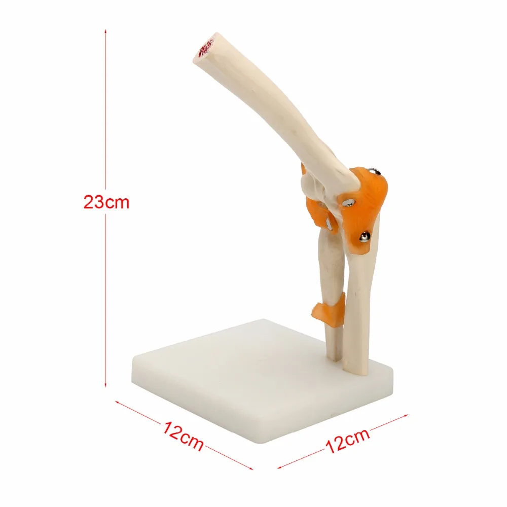Human Elbow Joint Model Anatomical Anatomy Elbow Joint Medical Model Orthopedics