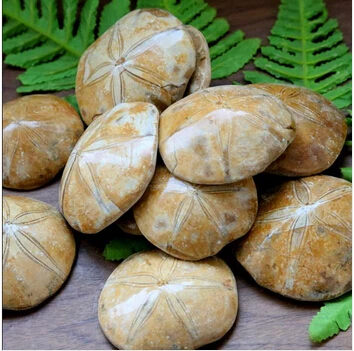 

Natural JURASSIC Madagascar SEA BISCUIT URCHIN sand dollar Star Fish Dinosaur Age Wholesale