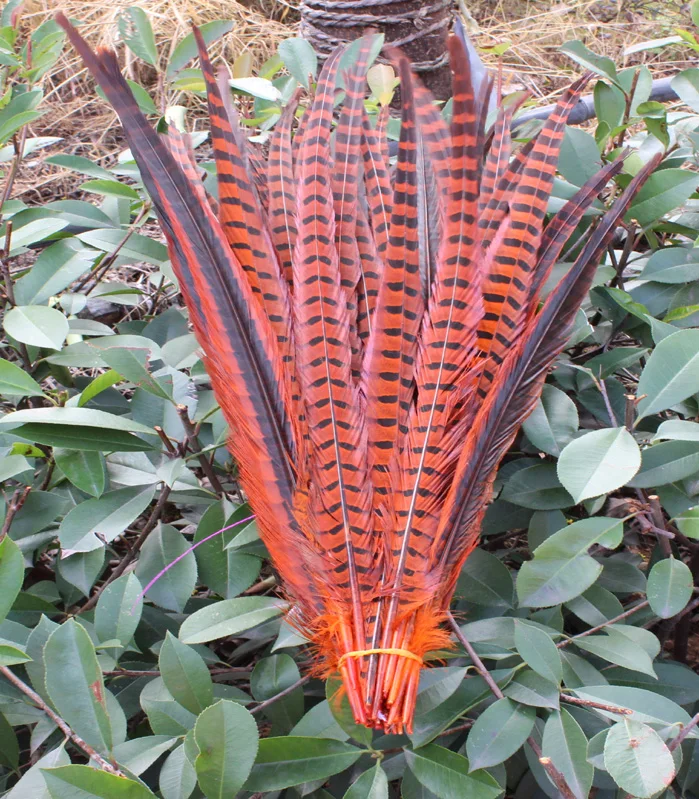 

Wholesale 50 pcs pretty orange Pheasants feathers 12-14inches/30-35cm DIY jewelry, art performances props Accessories