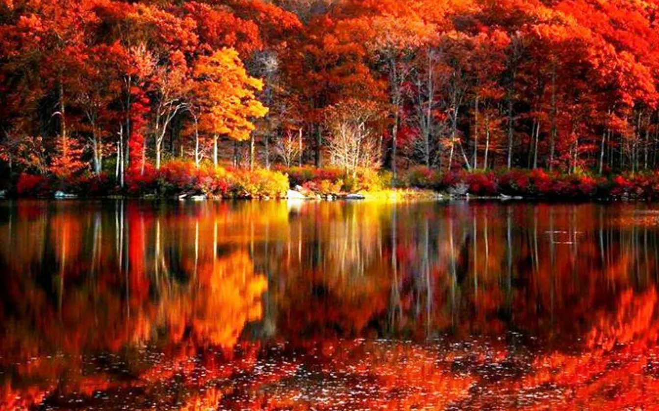 

fall trees autumn river backgrounds High quality Computer print scenic photo backdrop